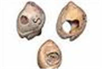 Trang sức cổ nhất thế giới