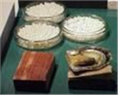 Kỹ thuật cấy ngọc trai nước ngọt